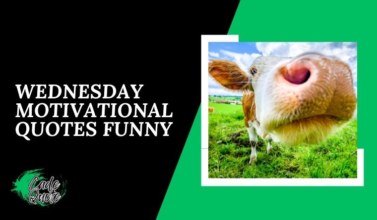  Wednesday Motivational Quotes Funny